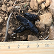 <b>Location:</b> Horsh Ehden Nature Reserve<br>