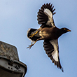 <b>Photo:</b> Michel Sawan