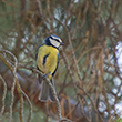 <b>Photo:</b> Michel Sawan
