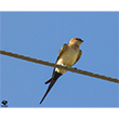 <b>Photo:</b> Michel Sawan