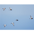 <b>Photo:</b> Michel Sawan