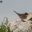 <b>Photo:</b> Michel Sawan