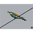<b>Photo:</b> Michel Sawan