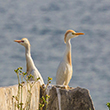 <b>Photo:</b> Michel Sawan