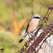 <b>Photo:</b> Michel Sawan