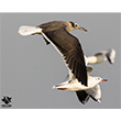<b>Photo:</b> Michel Sawan