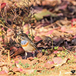 <b>Photo:</b> Michel Sawan