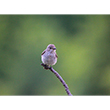 <b>Photo:</b> Michel Sawan