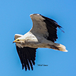 <b>Photo:</b> Michel Sawan