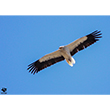 <b>Photo:</b> Michel Sawan
