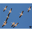 <b>Photo:</b> Michel Sawan