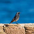 <b>Photo:</b> Michel Sawan