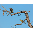 <b>Photo:</b> Michel Sawan