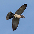 <b>Photo:</b> Michel Sawan