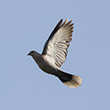 <b>Photo:</b> Michel Sawan