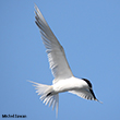 <b>Photo:</b> Michel Sawan