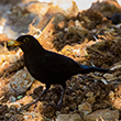 <b>Photo:</b> Michel Sawan