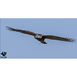 <b>Photo:</b> Michel Sawan