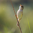 <b>Photo:</b> Michel Sawan