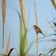 <b>Photo:</b> Michel Sawan