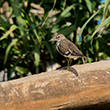 <b>Photo:</b> Michel Sawan