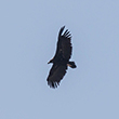 <b>Photo:</b> Michel Sawan