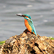 <b>Photo:</b> Michel Sawan