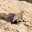 <b>Photo:</b> Michel Sawan