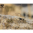 <b>Photo:</b> Michel Sawan