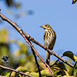 <b>Photo:</b> Michel Sawan