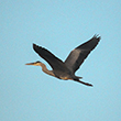 <b>Photo:</b> Michel Sawan
