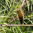 <b>Photo:</b> Michel Sawan