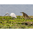 <b>Photo:</b> Michel Sawan