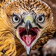<b>Photo:</b> Michel Sawan