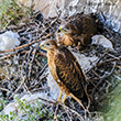 <b>Photo:</b> Michel Sawan