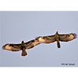 <b>Photo:</b> Michel Sawan