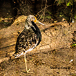 <b>Photo:</b> Michel Sawan