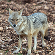 <b>Location:</b> Wadi el Hujeir Nature Reserve<br>