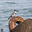 <b>Photo:</b> Michel Sawan