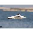 <b>Photo:</b> Michel Sawan