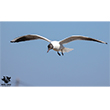 <b>Photo:</b> Michel Sawan