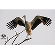 <b>Photo:</b> Michel Sawan