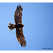 <b>Photo:</b> Michel Sawan