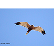 <b>Photo:</b> Michel Sawan