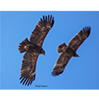 <b>Photo:</b> Michel Sawan