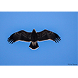 <b>Photo:</b> Michel Sawan