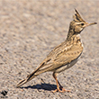 <b>Photo:</b> Michel Sawan