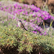 <b>Photo:</b> Michel Sawan