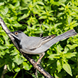 <b>Photo:</b> Michel Sawan