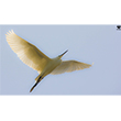 <b>Photo:</b> Michel Sawan